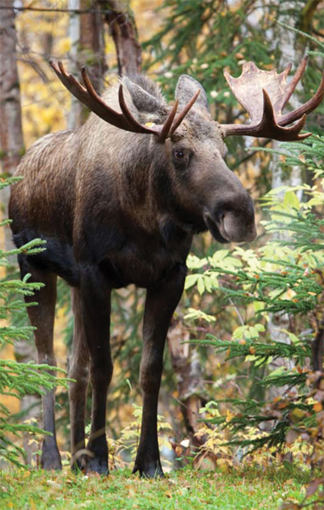 Moose Blank Journal - AdventureKEEN Shop